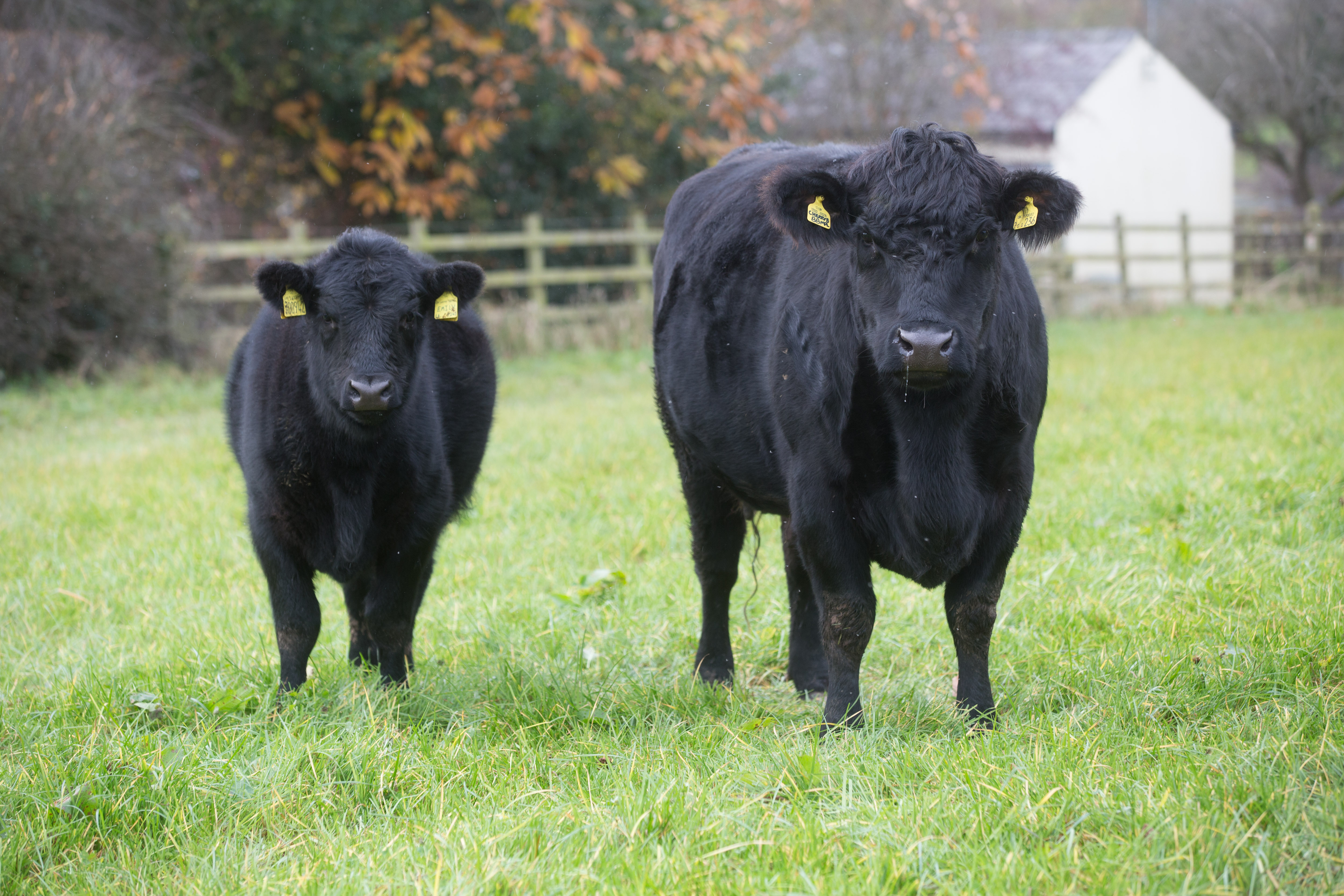 a couple of black cows in a field